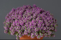 Thymus cilicicus